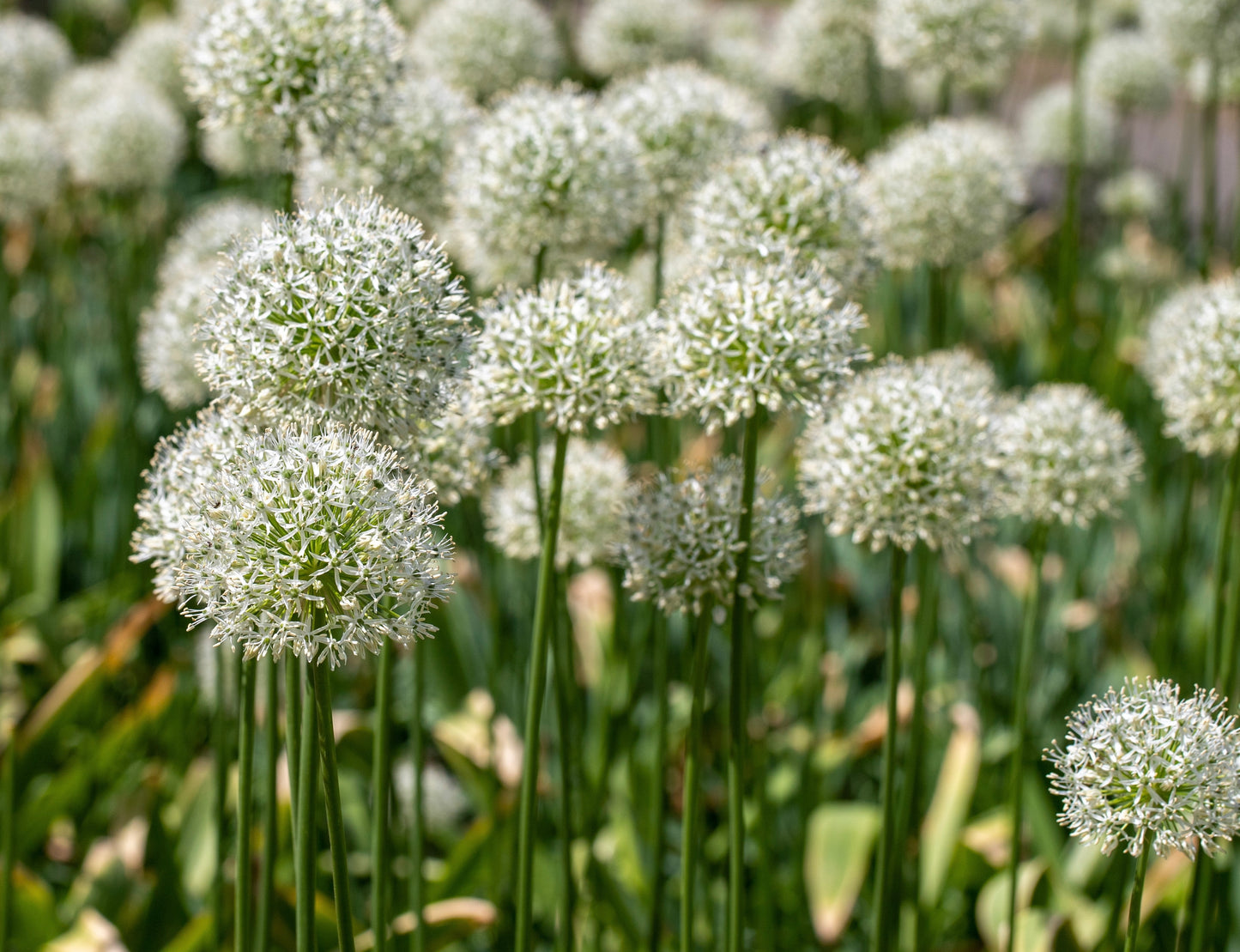 Garlic Chinese Chives - 150x Herb seeds