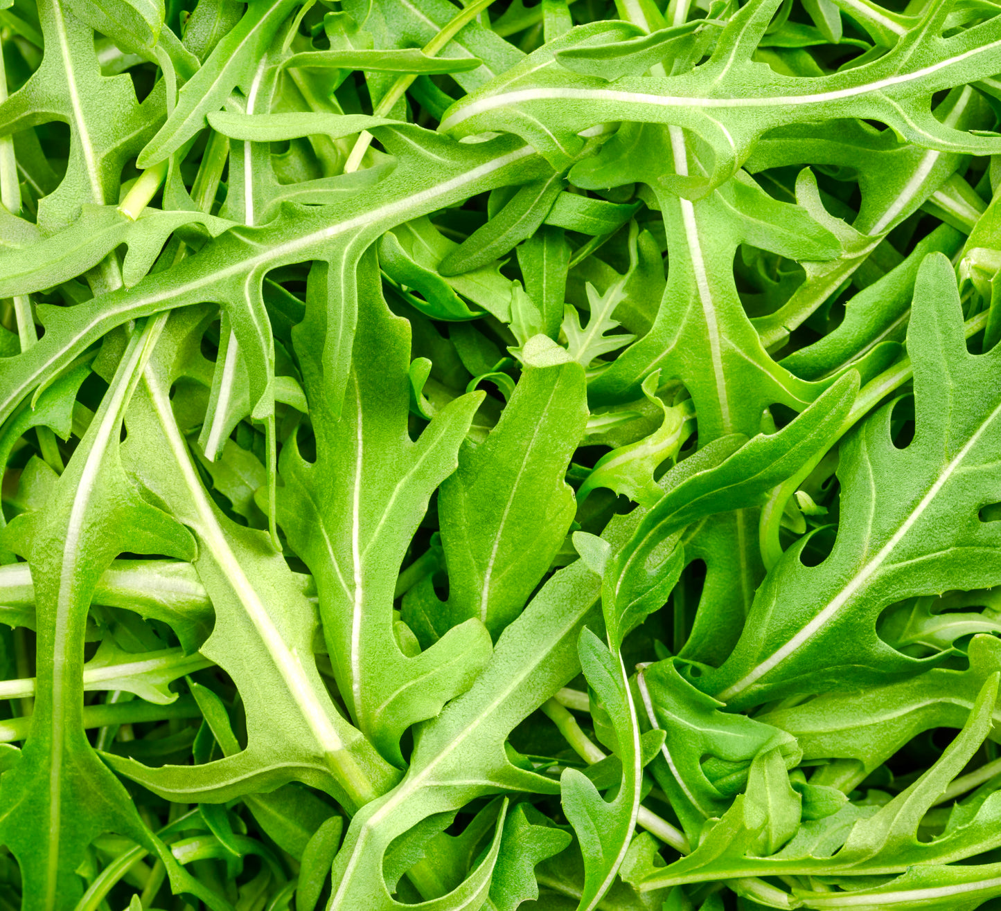Rocket Salad Cultivated - 12,000x Seeds - Herb