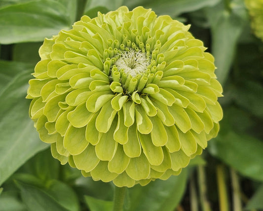 75x Zinnia Giant Envy Seeds - Flower