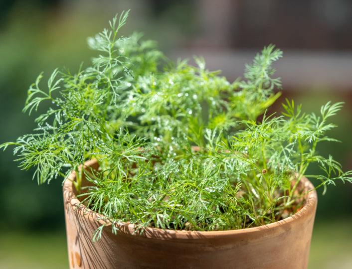 Dwarf Dill Forrest Dark Green Leaves - 550x Seeds - Herb