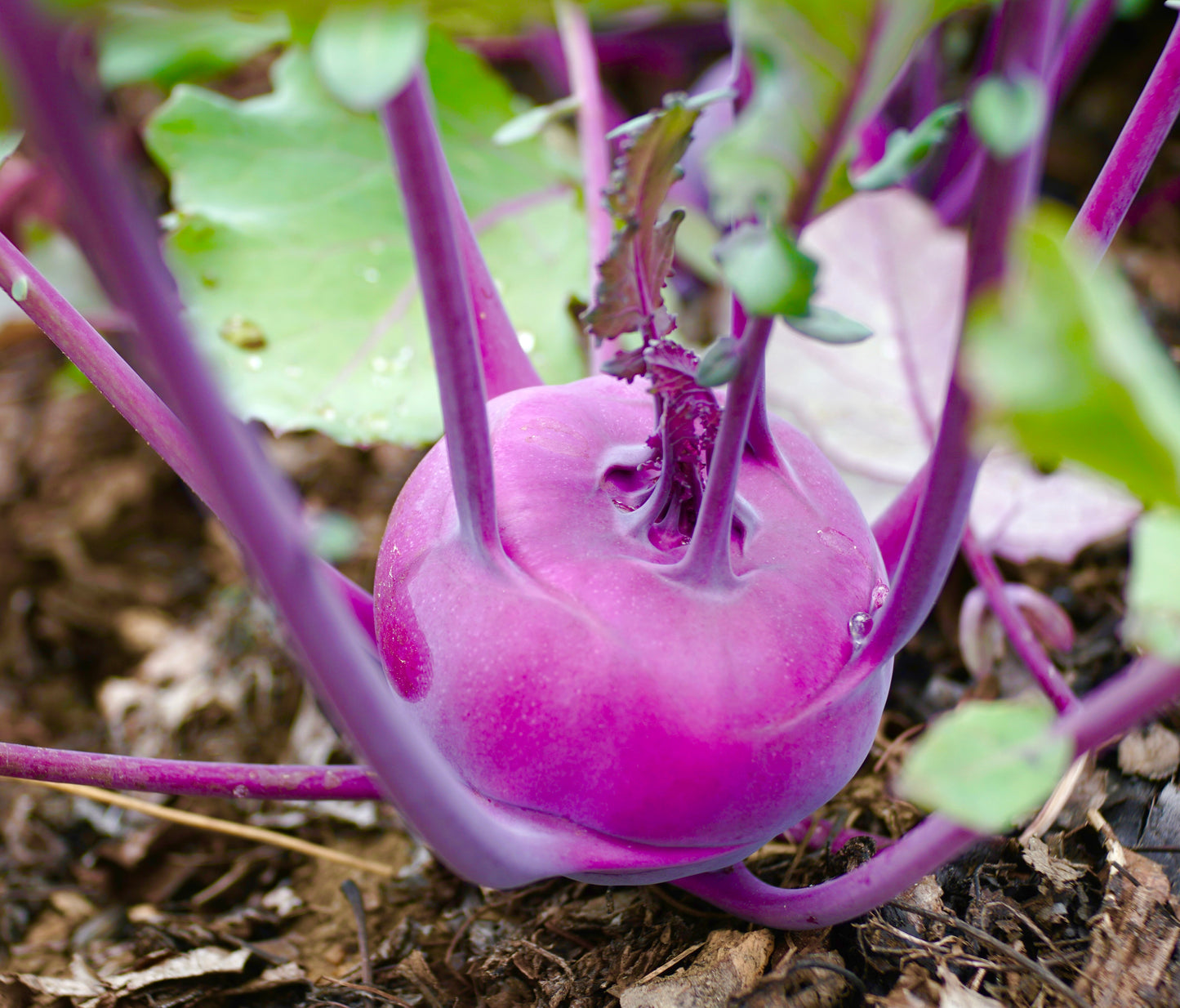 Purple kohlrabi delicacy - 600x seeds - Vegetable