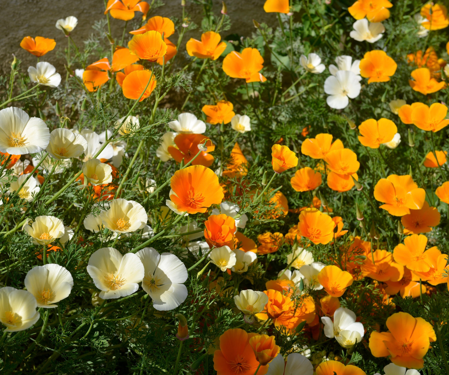 2200x California Poppy Mix Californica Annual Seeds - Flower