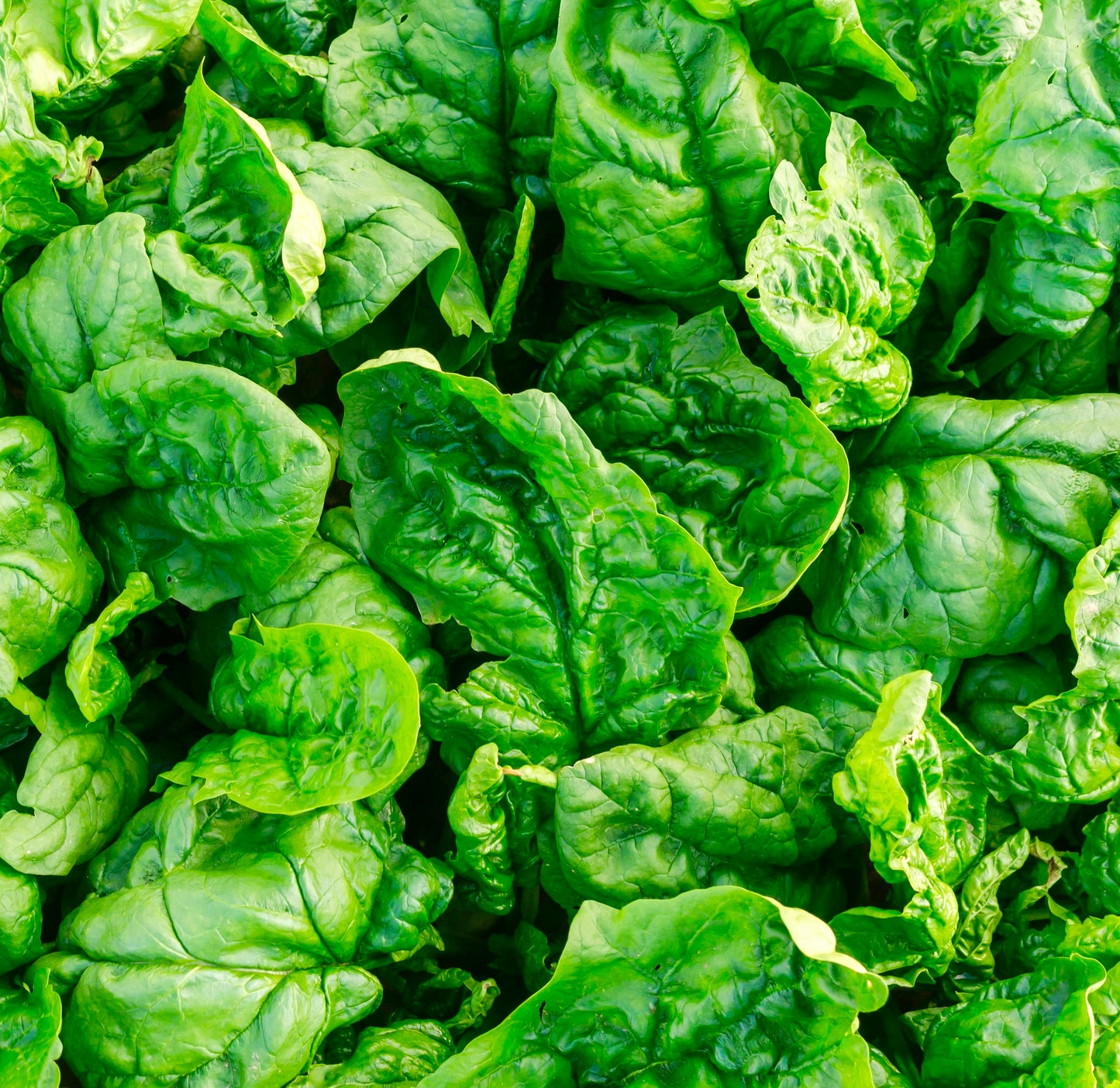 Giant Winter Spinach Seeds 300x - Hardy - Spinach - Vegetable