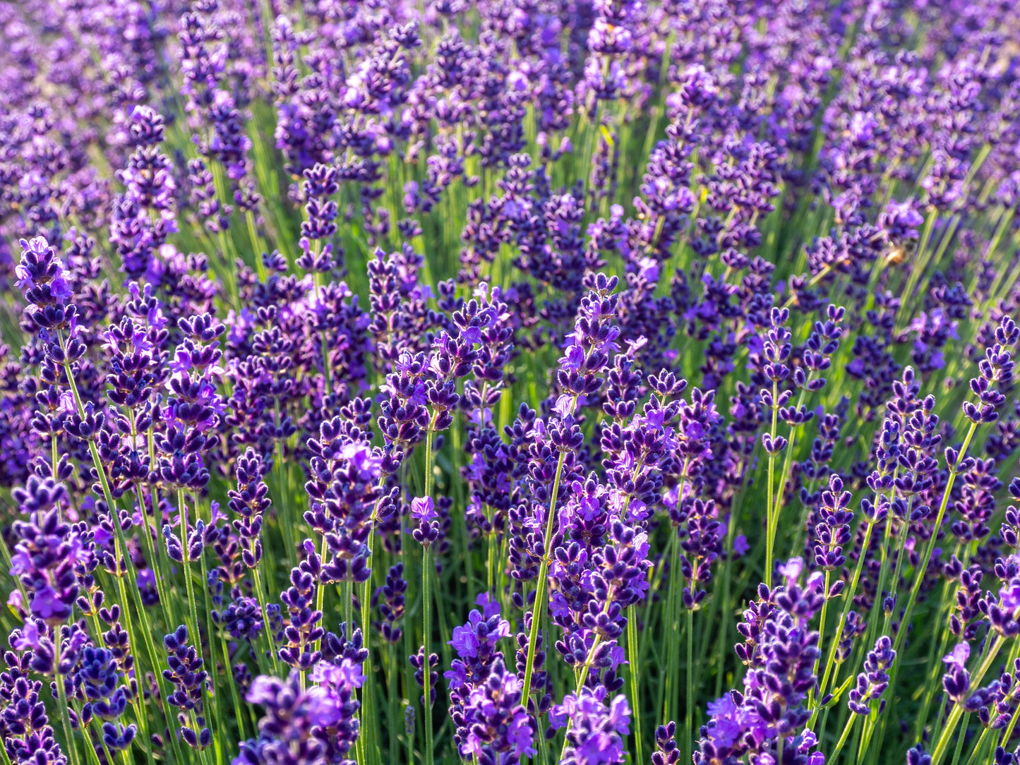 310x Lavender lavendula Vera Seeds - Fragrant perennial