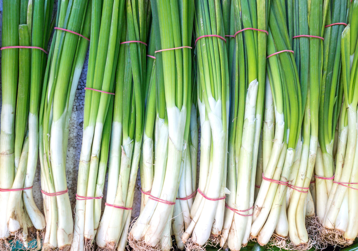 Spring Onion Seeds - 700 seeds - Long White Ishikura - Vegetable Seeds