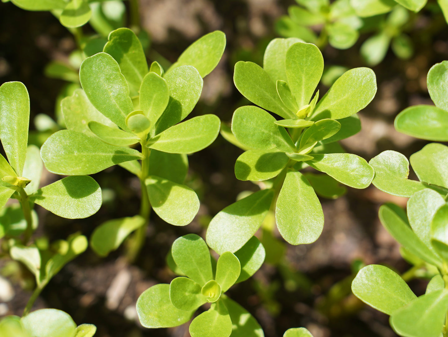 Purslane Green 5000x Seeds - Herb