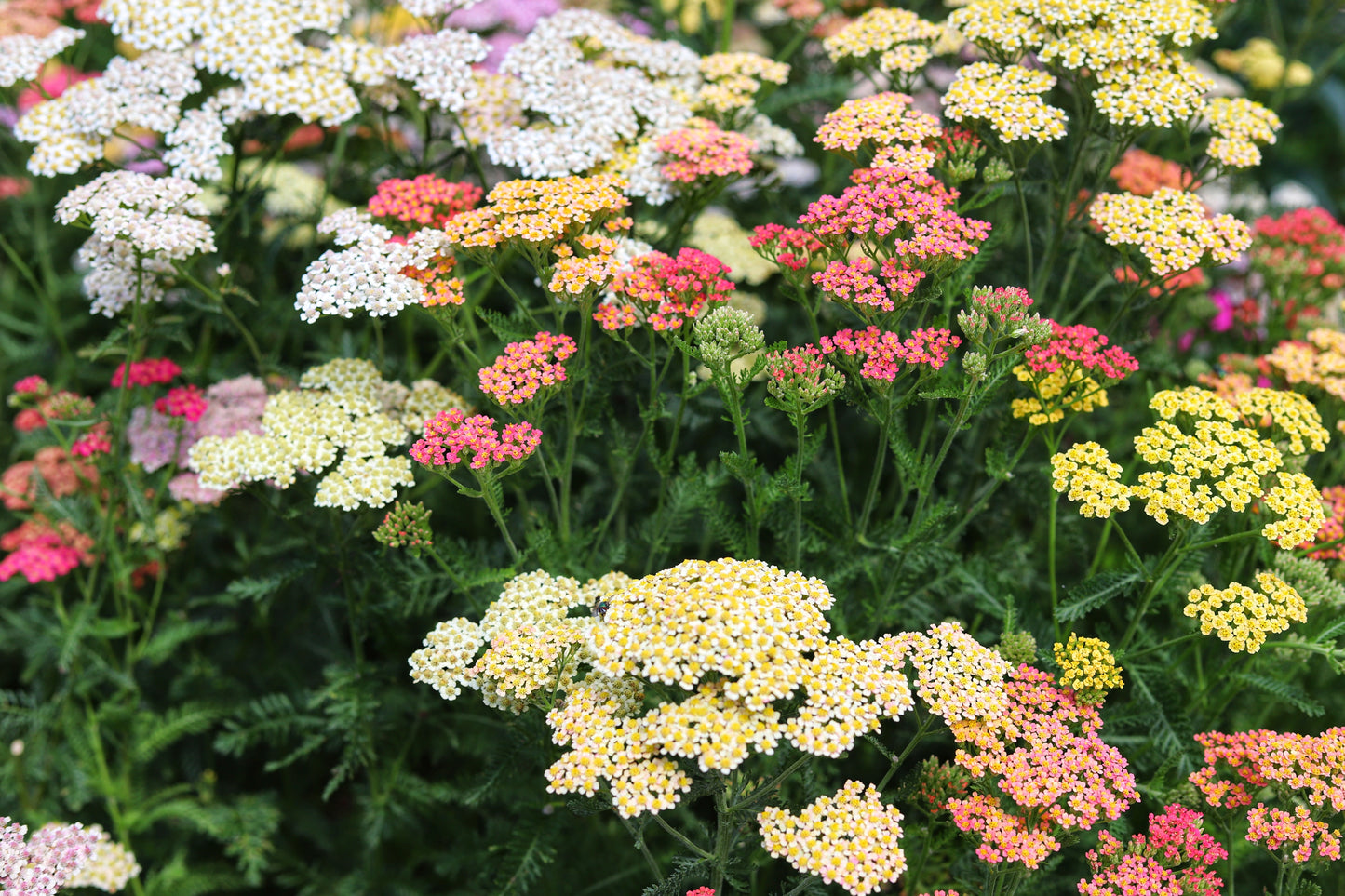 Yarrow Summer Pastel Mix Achillea Millefolium - 1600x Seeds - Perennial