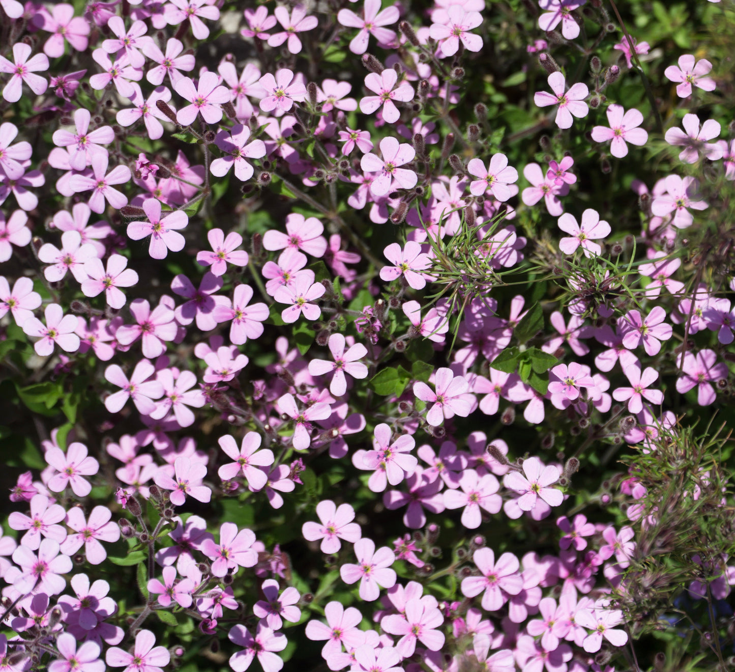 Creeping Rose Baby's Breath Cascading Perennial - 100x Seeds - Flower