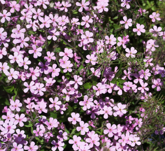 Creeping Rose Baby's Breath Cascading Perennial - 100x Seeds - Flower