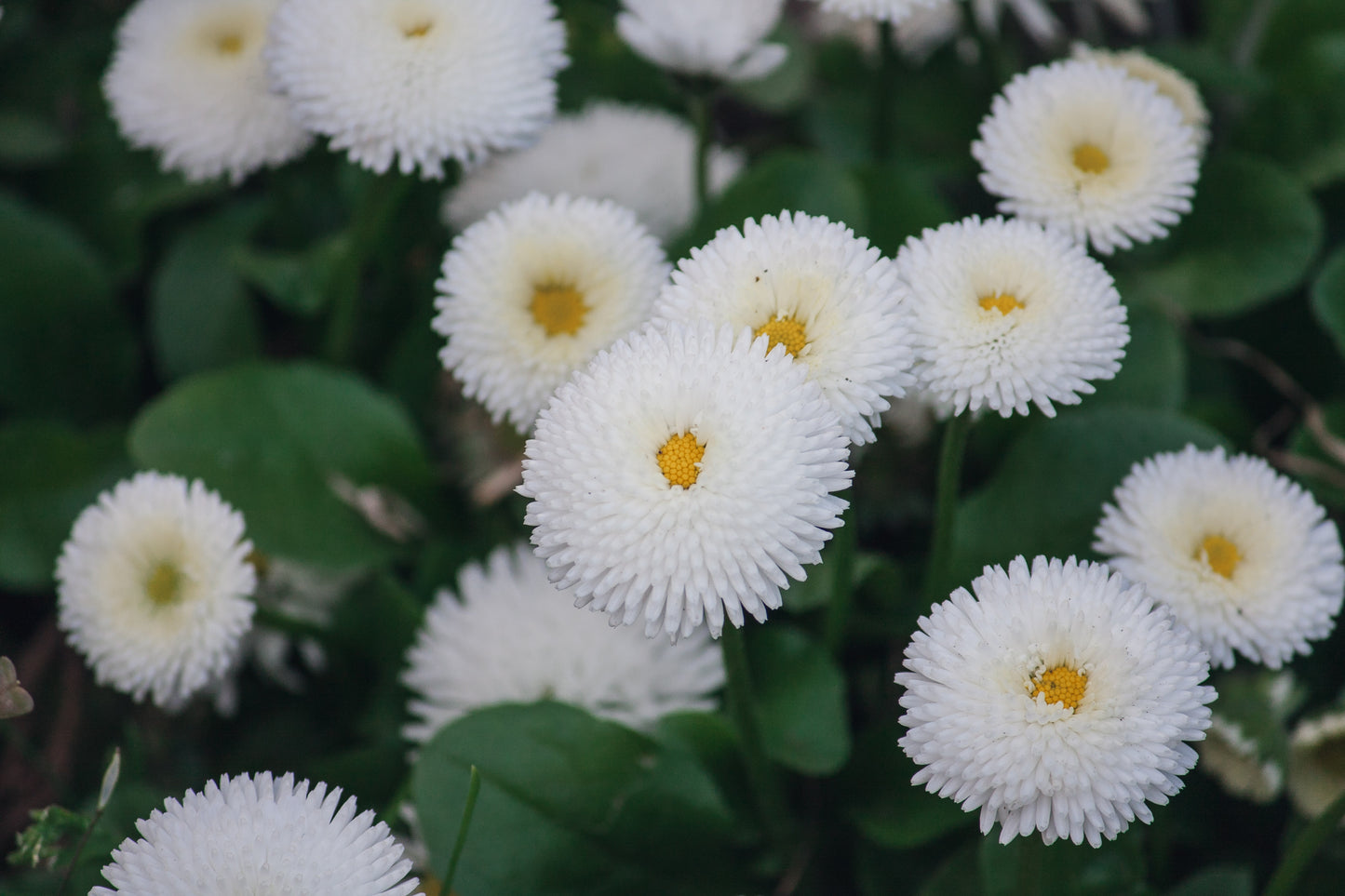 Snowball Chrysanthemum Daisy Flowers - 110x Seeds - Hardy Perennial - Flowers