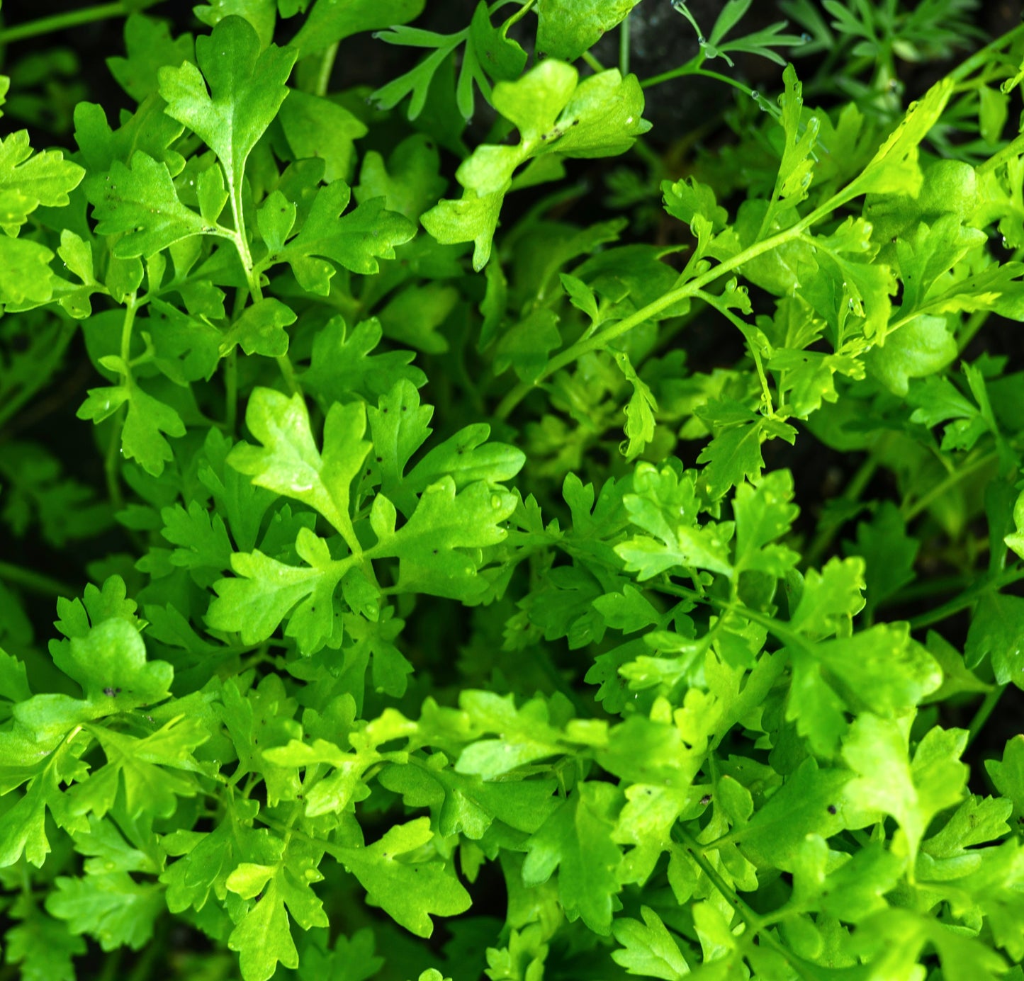 Greek Cress - 600x Seeds - Herb