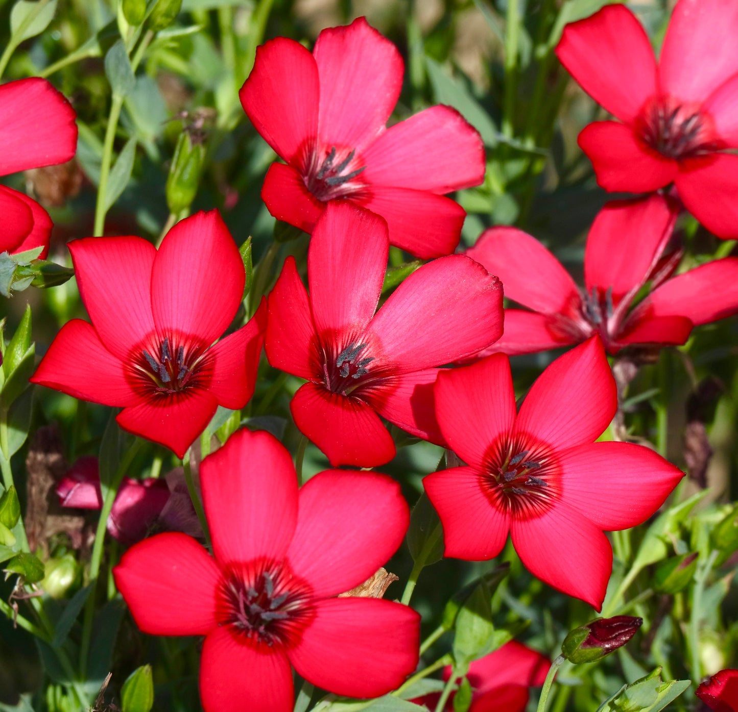 Linum Grandiflorum Rubrum Scarlet Flax 300x seeds - Flower