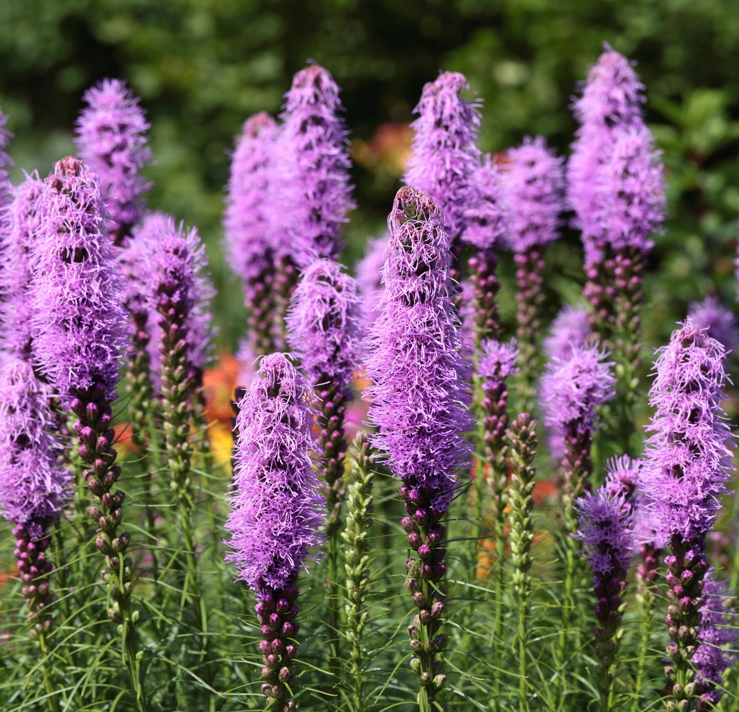 Liatris Spicata Perennial - 100x Seeds - Flower