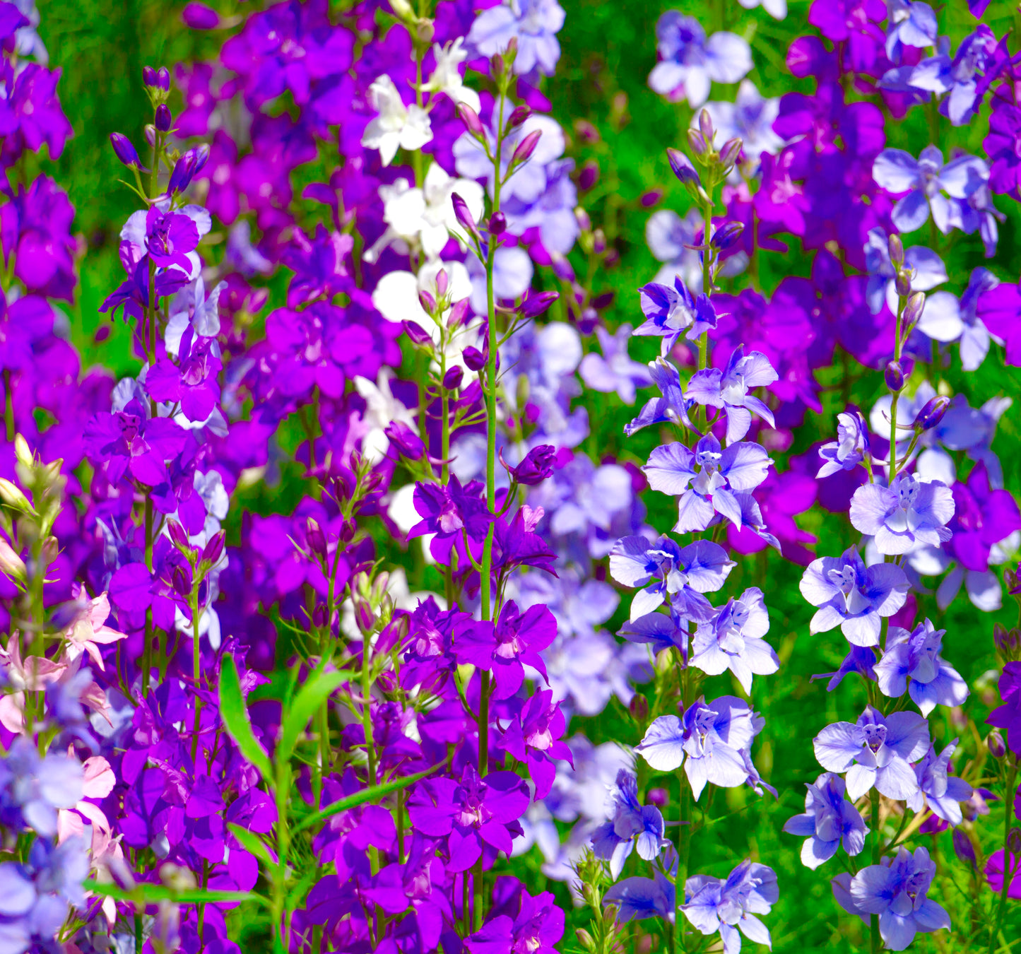 Larkspur Giant Imperial Mix - 500x seeds - Delphinium - Flower