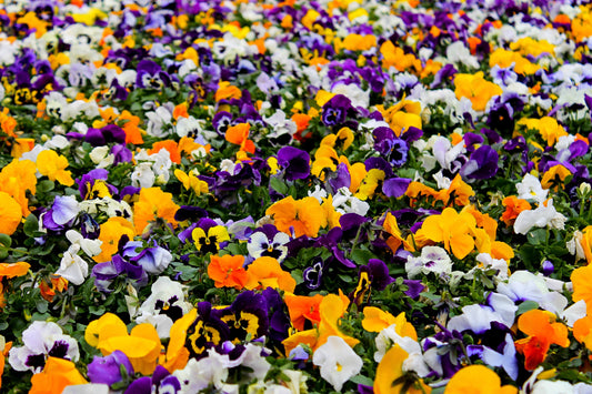 70x Pansy Winter Forerunner Mix Flower Seeds - Flowering