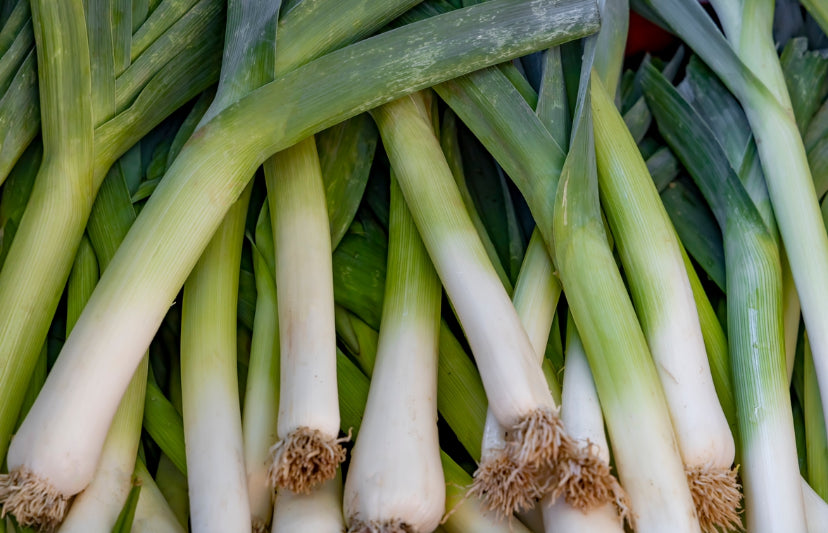 Leek Giant Winter Seeds - 350x Seeds - Vegetable Seeds - Premium Seeds