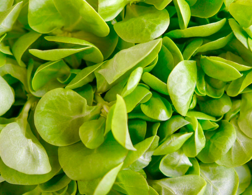 1500x Purslane Winter Miners Salad Lettuce Seeds - Vegetable