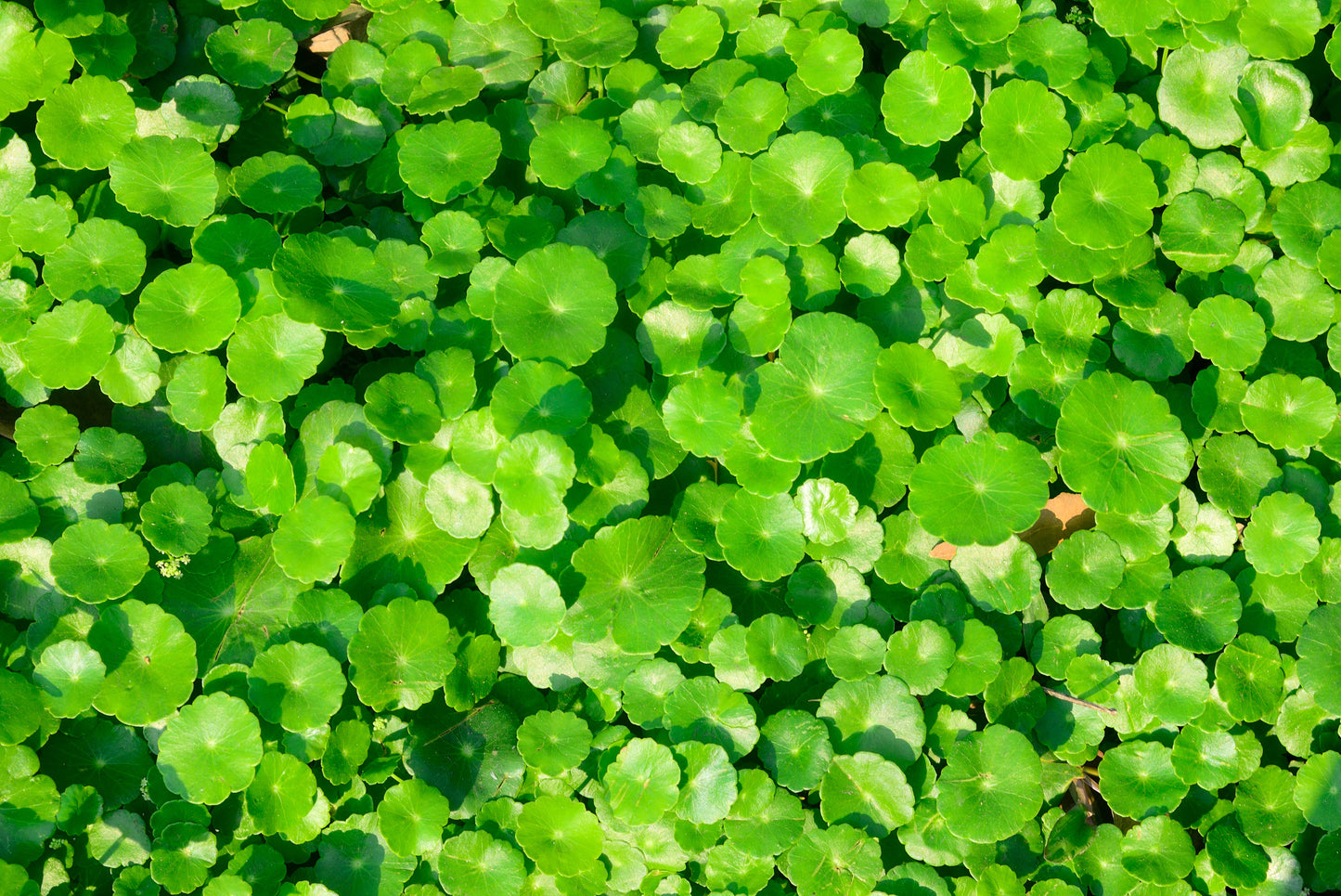 Salad - Watercress - 700 Seeds - Finest Seeds