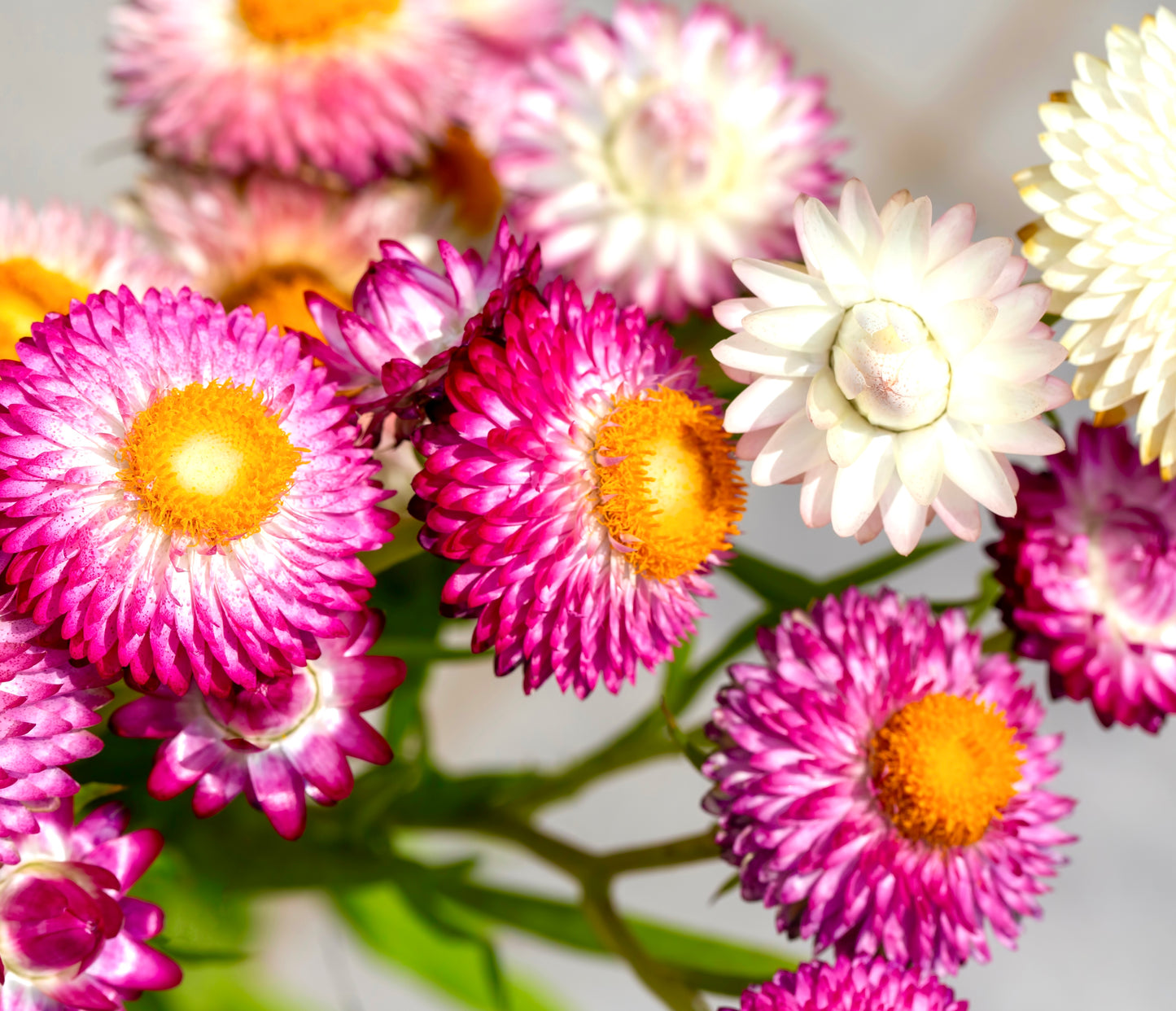 1500x Straw Flower Helichrysum Swiss Giant Mix Seeds - Flower