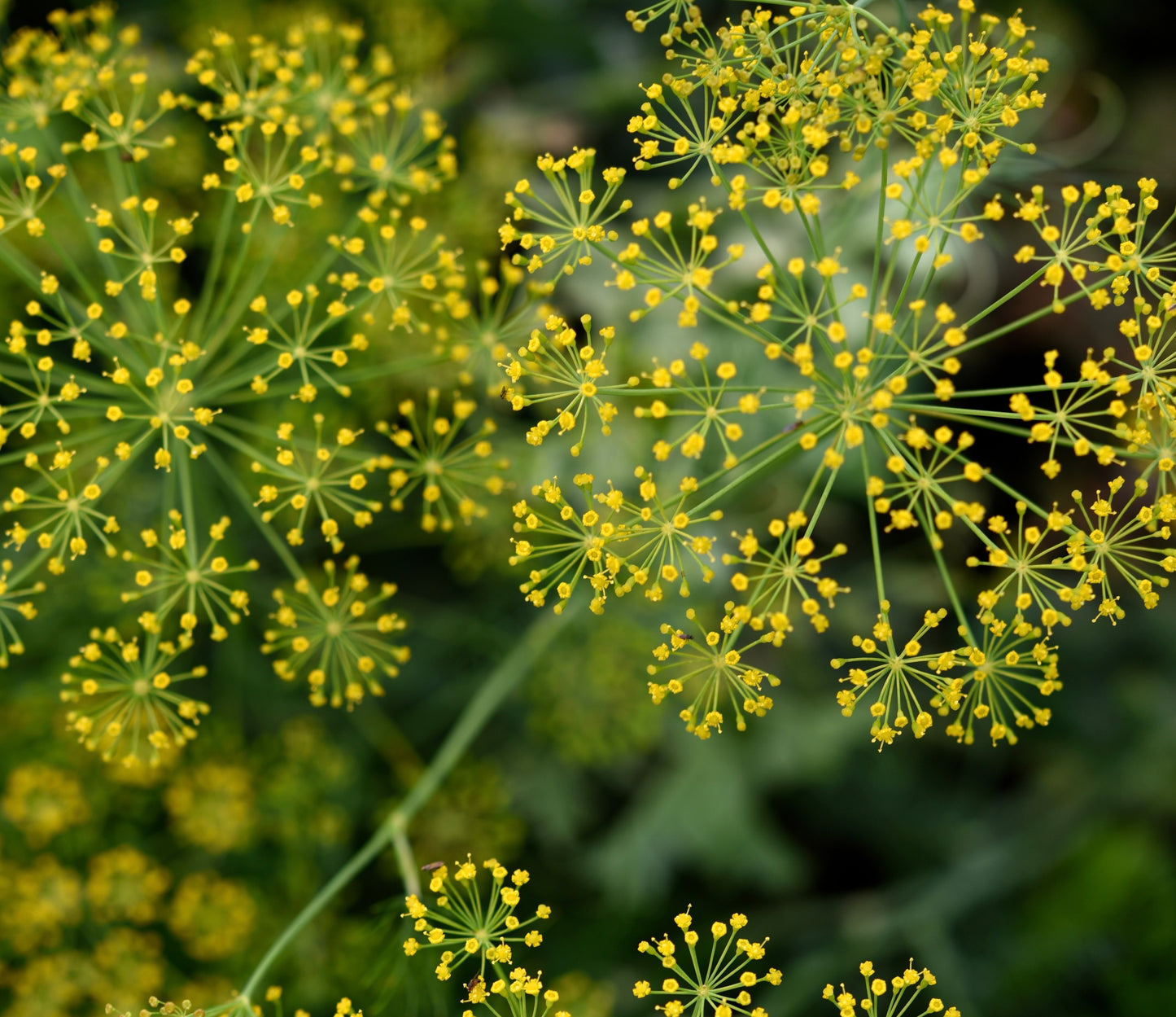 2000x Dill Bouquet - Anethum Graveolens - Herb Seeds