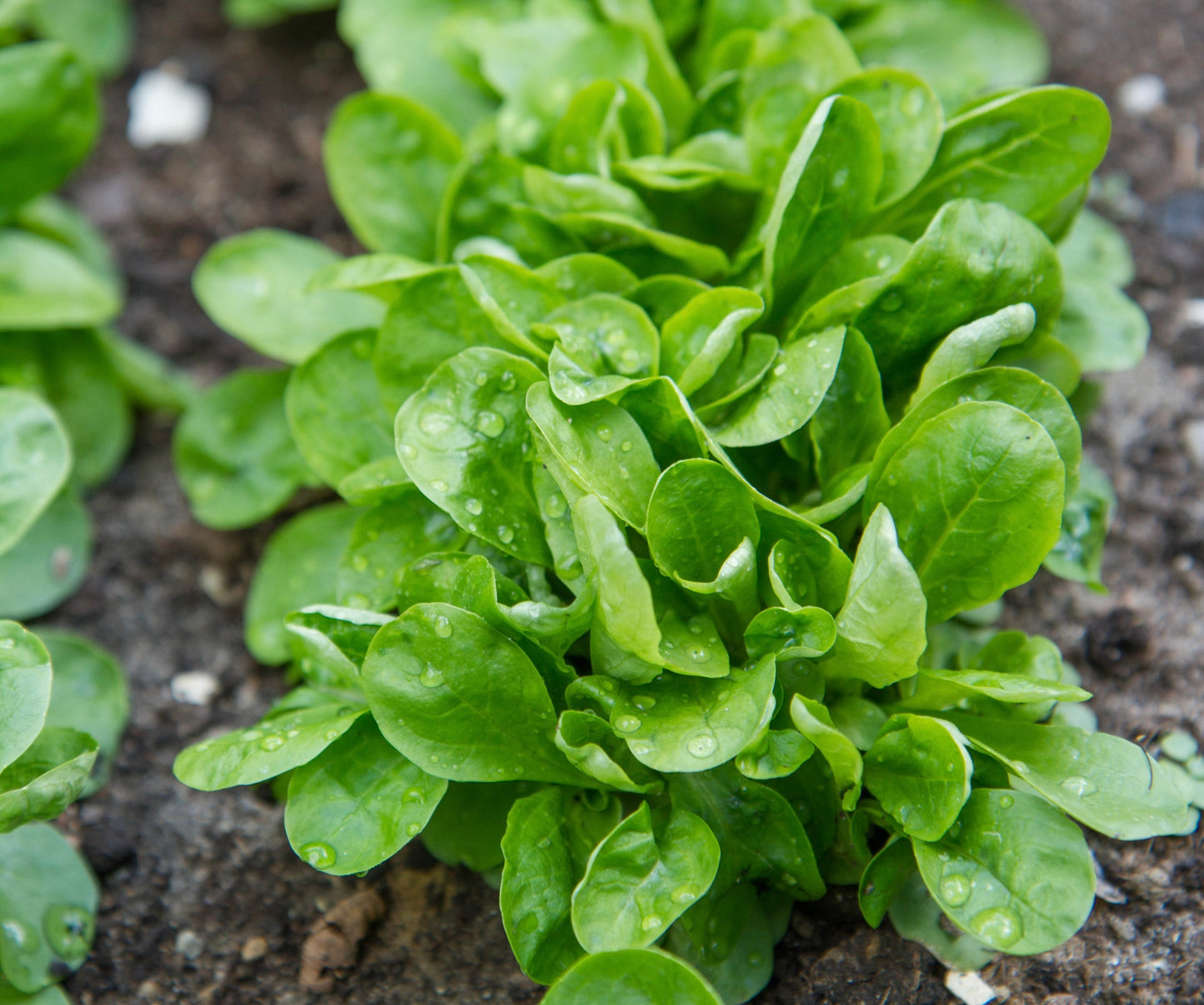 Corn Salad Vert de Cambrai - 1300x seeds Valerianella locusta - Lettuce Seeds