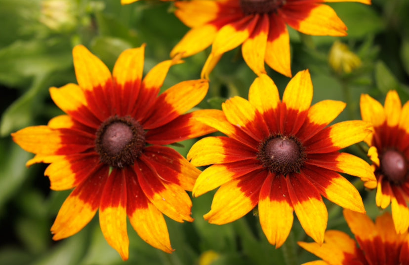 1250x Coneflower Rudbeckia Hirta Forest Seeds - Flower