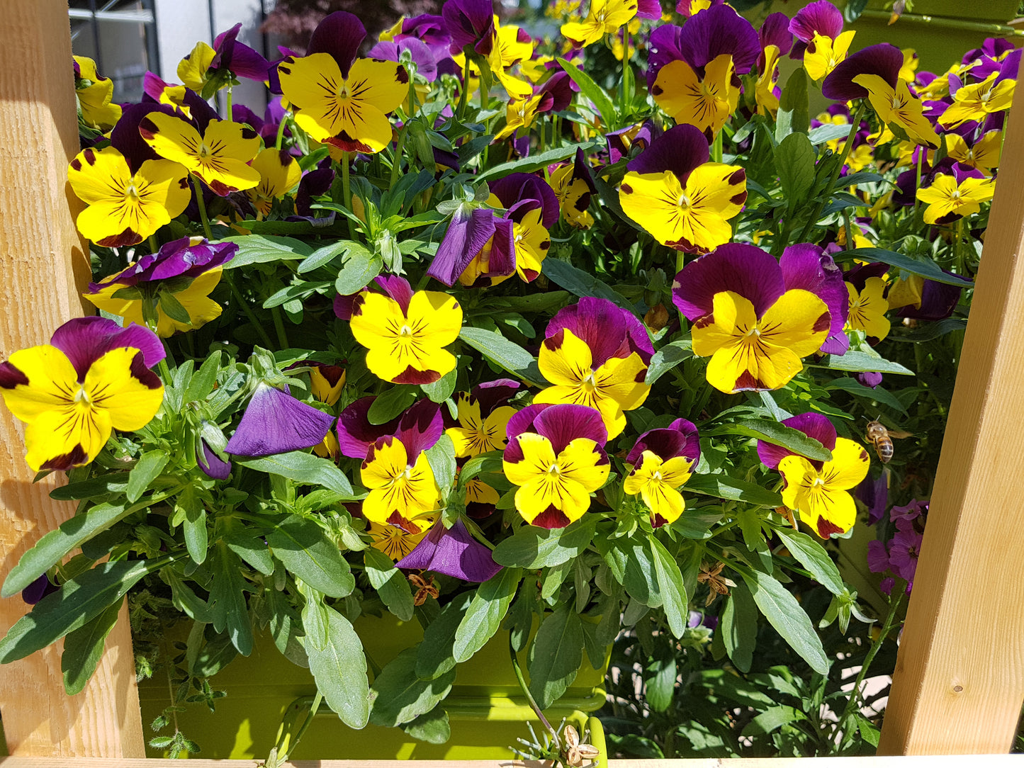 Viola Cornuta Large Flower Mix - 60x seeds - Flowers