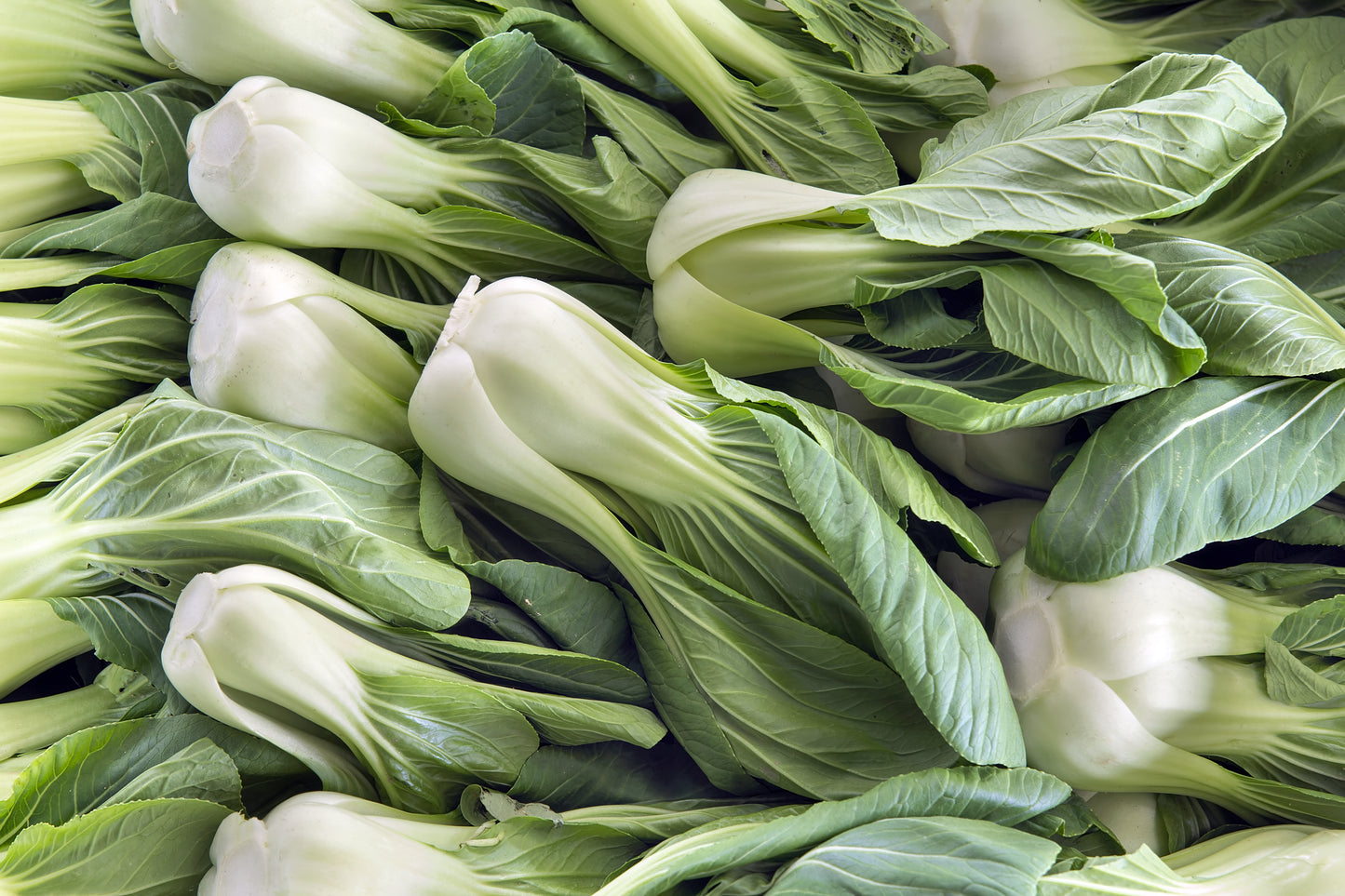 Pak Choi Canton Dwarf White - 500x seeds - Oriental Vegetable