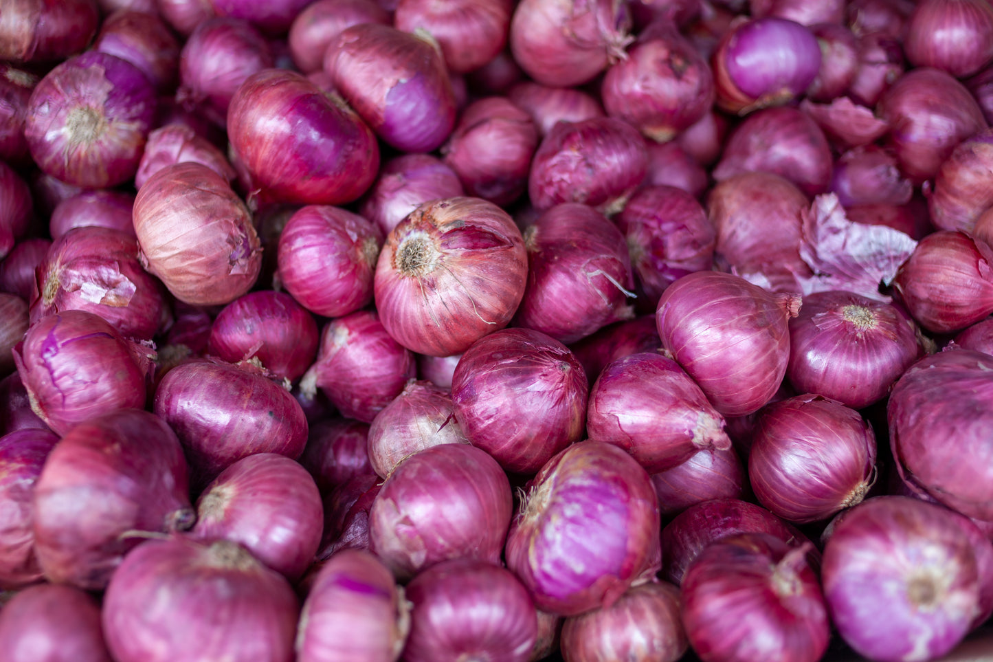 Onion Red Brunswick - 700x seeds - Vegetable