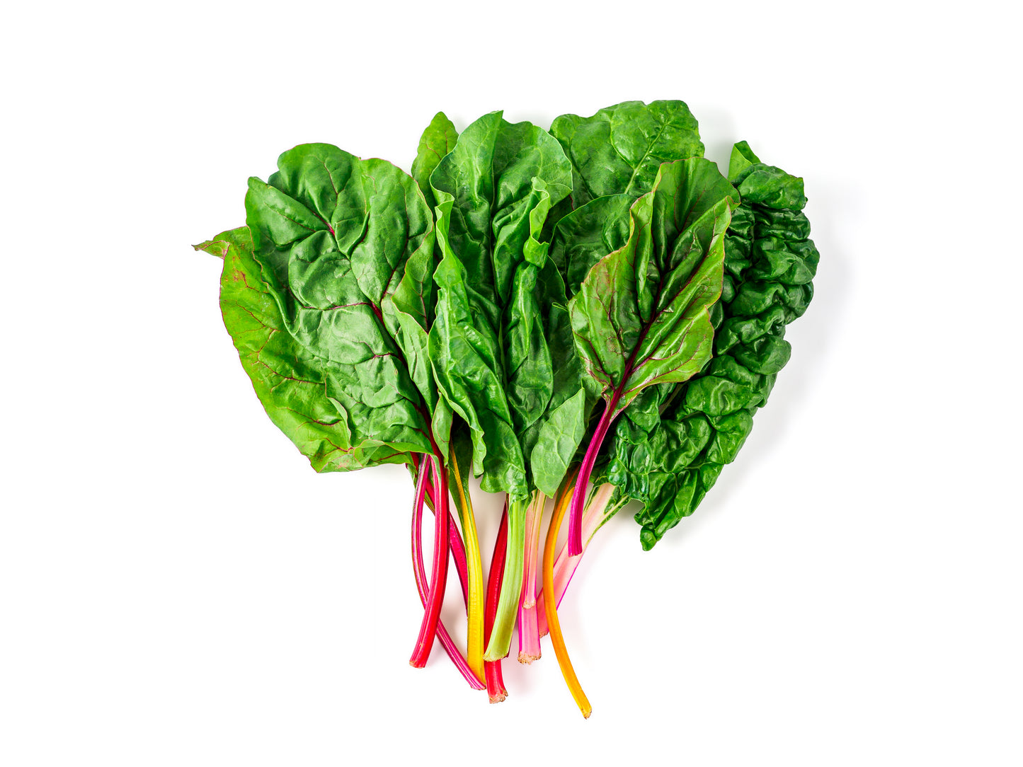 Swiss Chard Rainbow Mix ~ 100 FINEST SEEDS