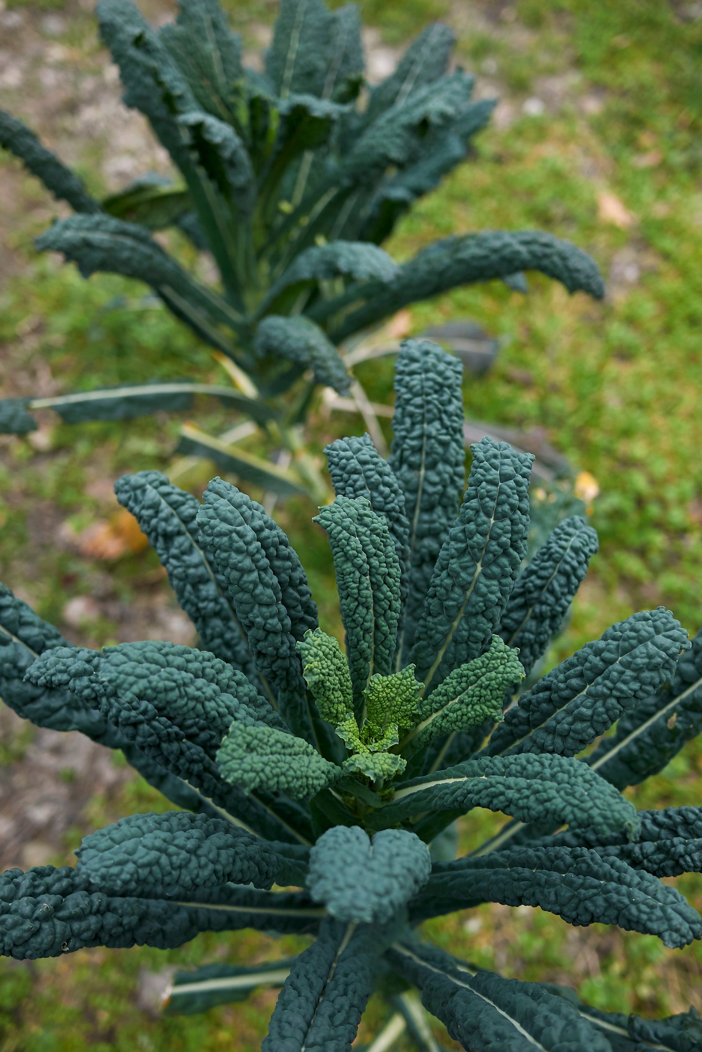 1100x Kale Borecole Black Tuscan Nero Di Toscana Seeds - Vegetable