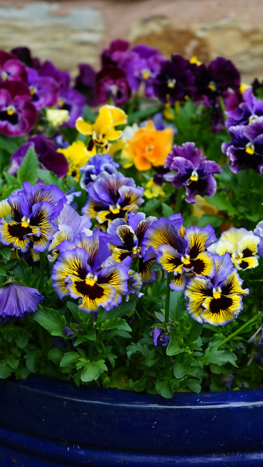 60x Pansy Swiss Can Can Viola Frilled Seeds - Flower