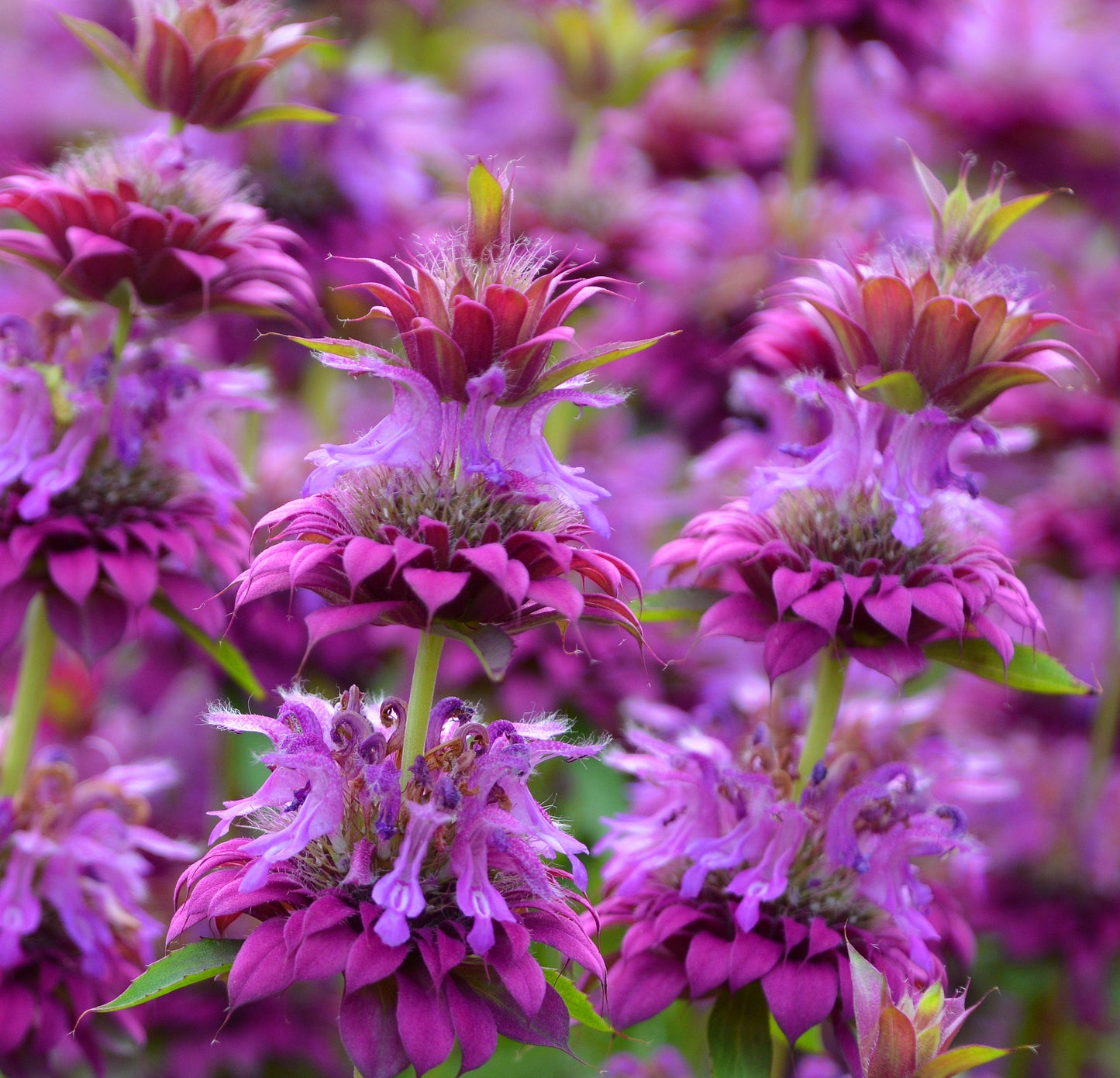 Lemon Mint - Monarda Citriodora - 500x Seeds - Herb
