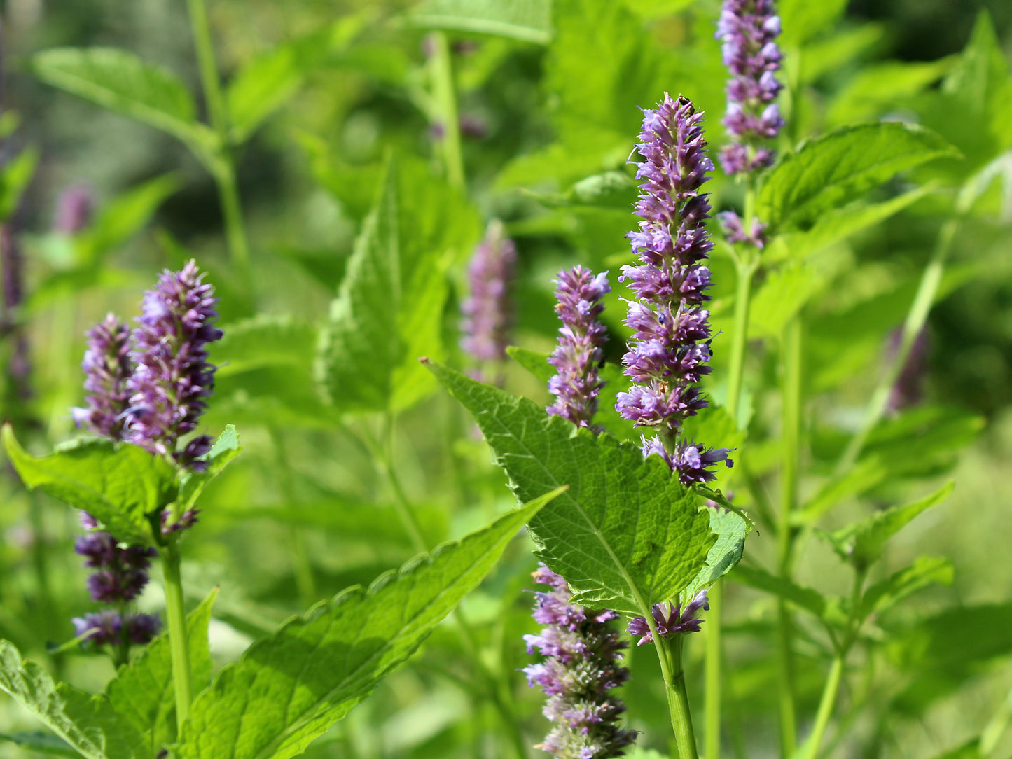 Basil Licorice - 900x Seeds - Herb - Finest