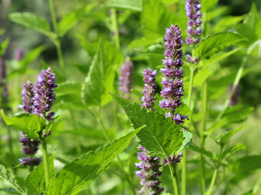 Basil Licorice -  900x Seeds - Herb - Finest