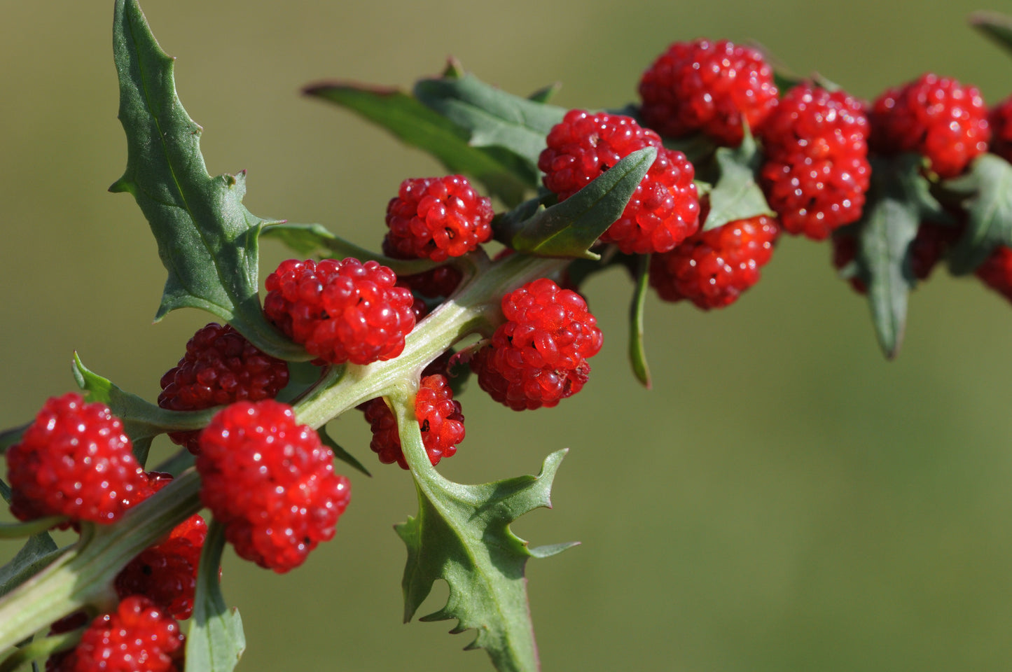 130x Strawberry Chenopodium Capitatum Seeds