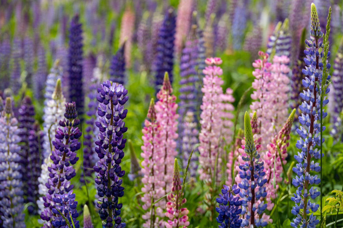 Lupin Russel Series Mix - 30x Seeds - Flower