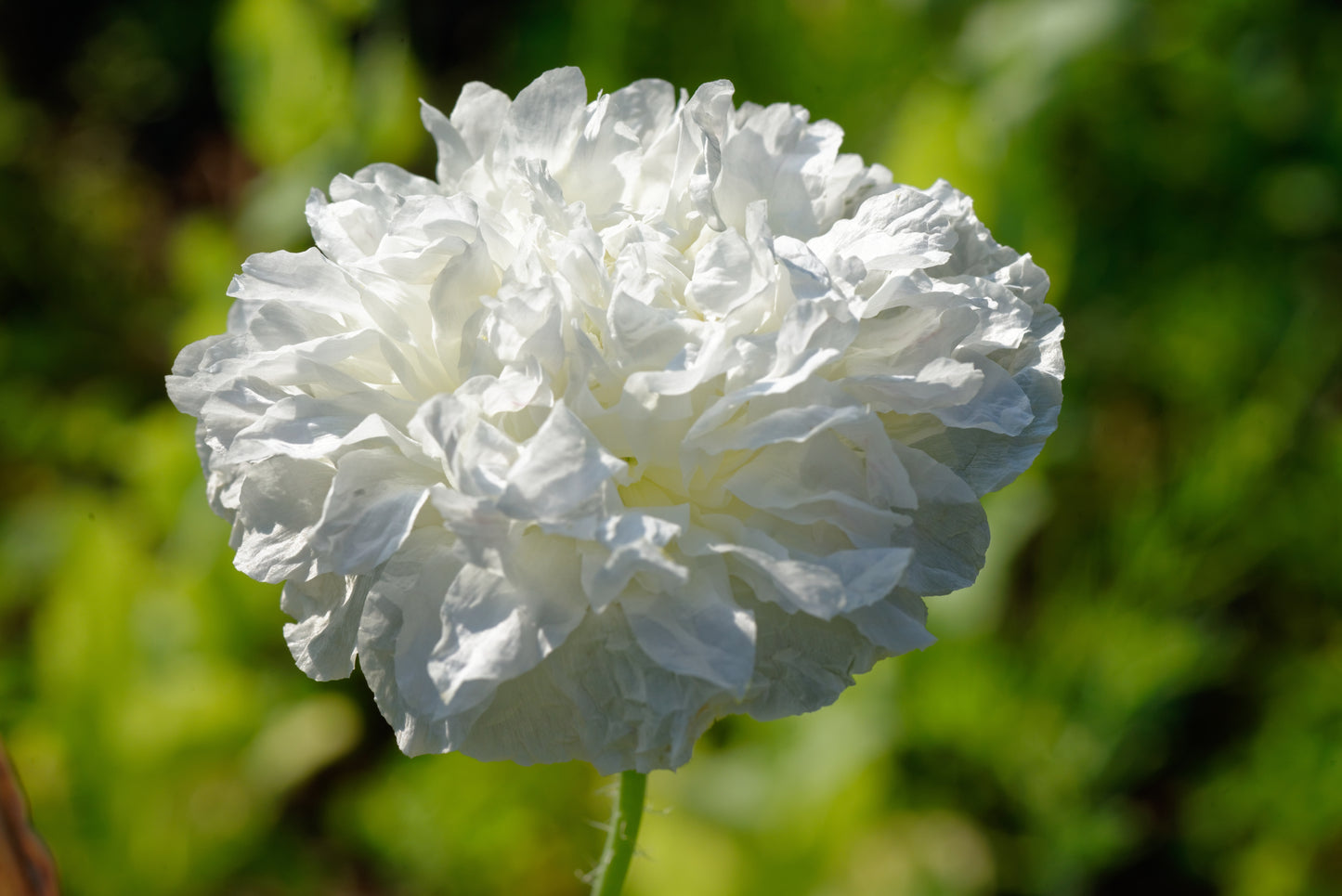 White Cream Peony Poppy Papaver Paeoniflorum - 600x Seeds - Double Flower