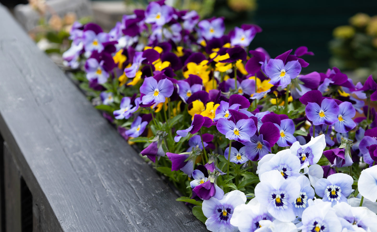 30x Viola Cornuta Trailing Teardrops F1 Winter Mix Seeds - Flower