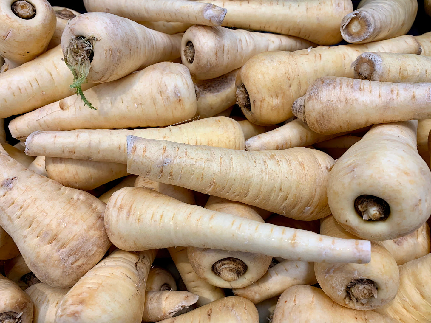 Parsnip Gladiator F1 400x seeds - Vegetable