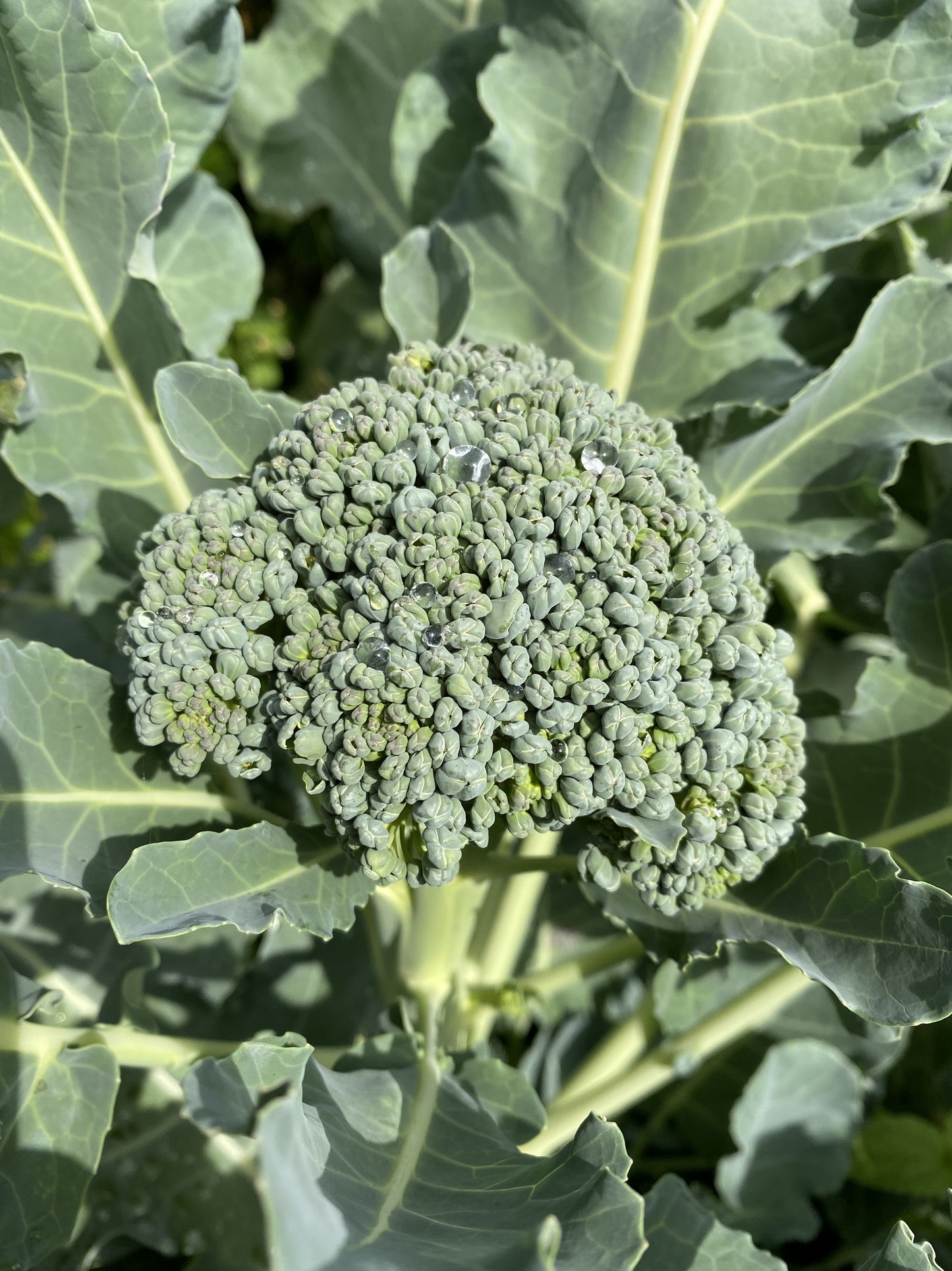 Calabrese Italian Broccoli Green Sprouting - 500x seeds - Vegetable