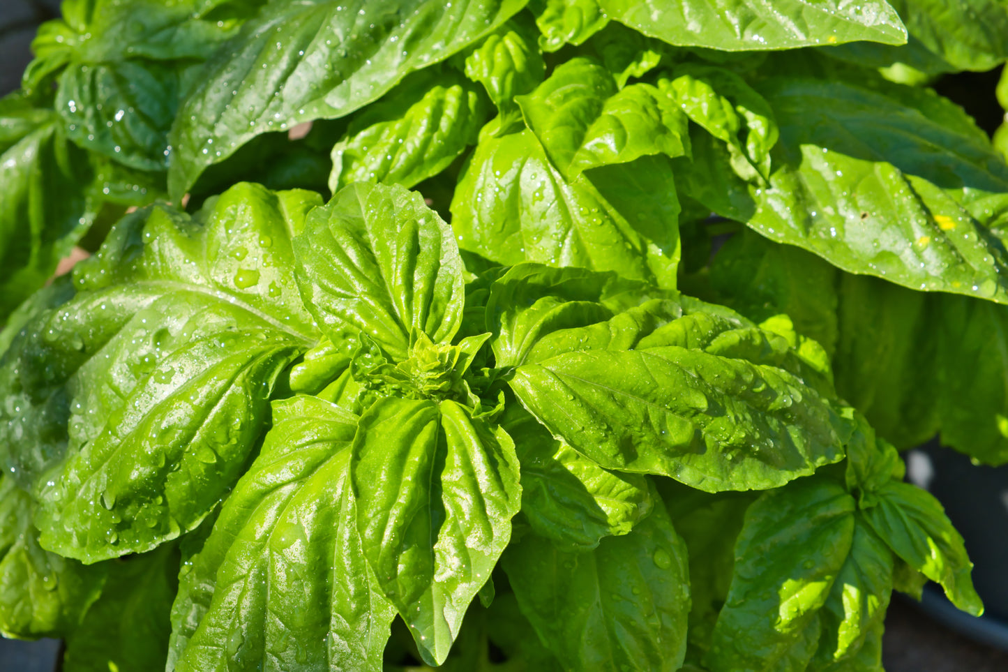 2100x Giant Basil Napoletano Bollosa Seeds - Herb