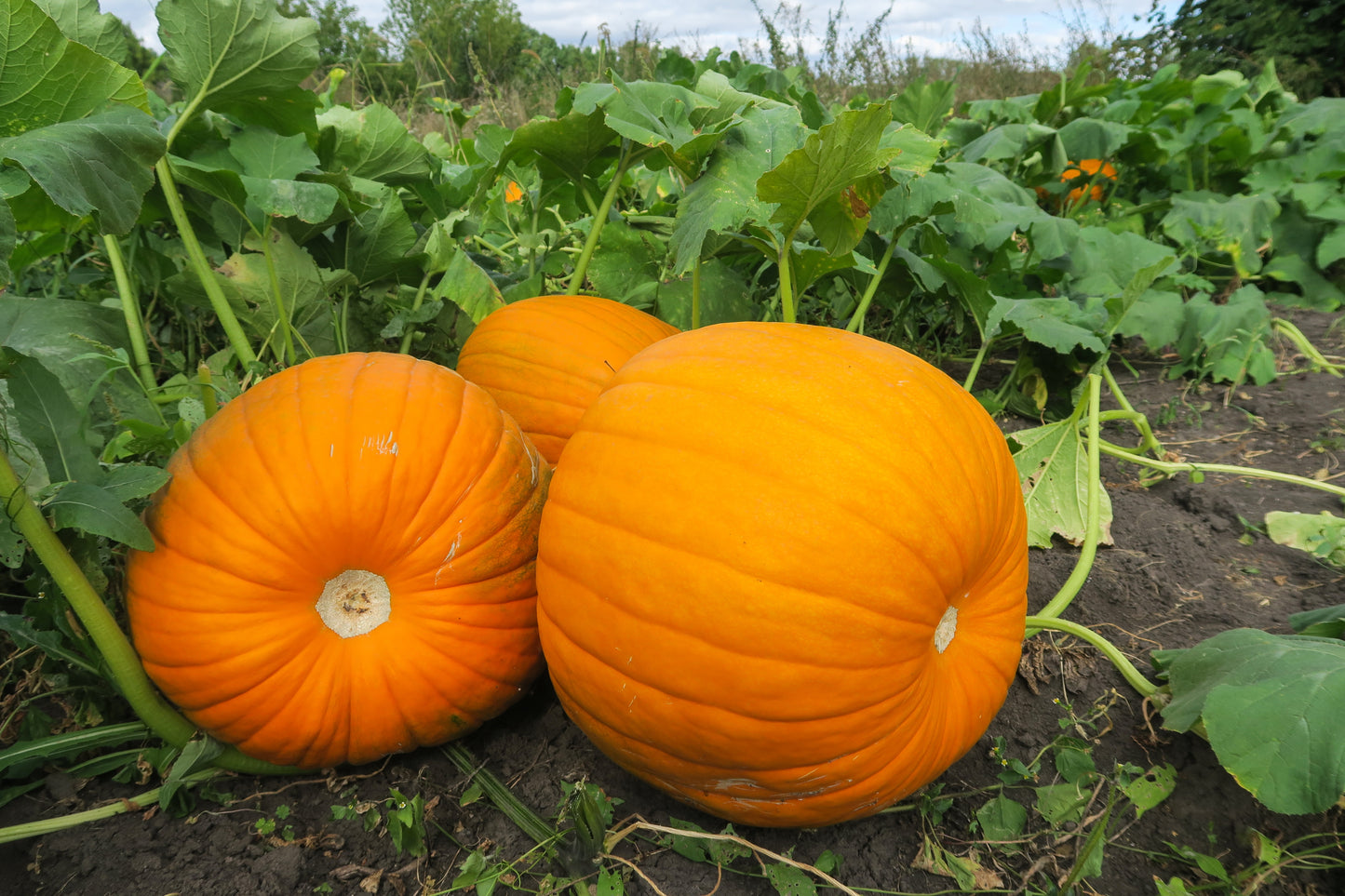 15x Pumpkin Dills Giant Atlantic World Record Seeds