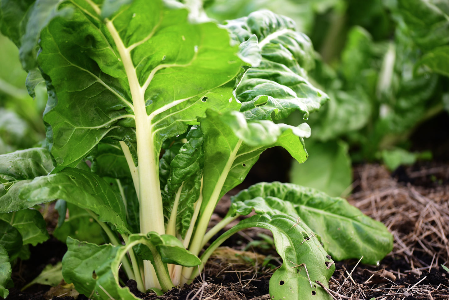 Swiss Chard Fordhook Giant - 120x seeds - Vegetable