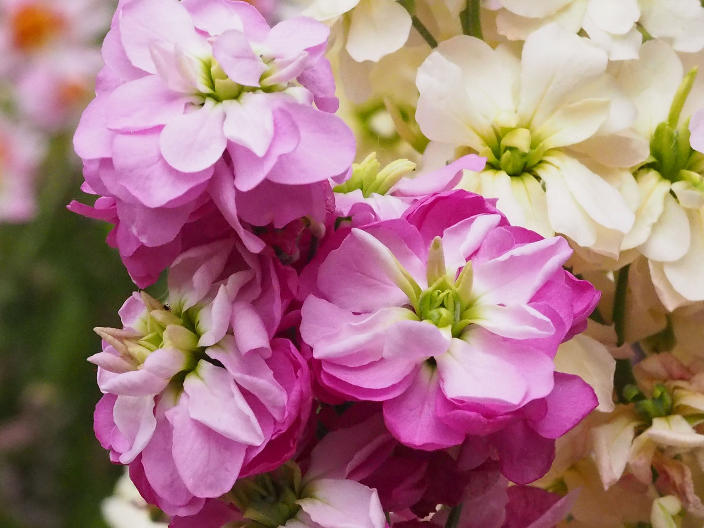 550x Ten Week Stock Large Flower Mix Seeds - Annual - Flower
