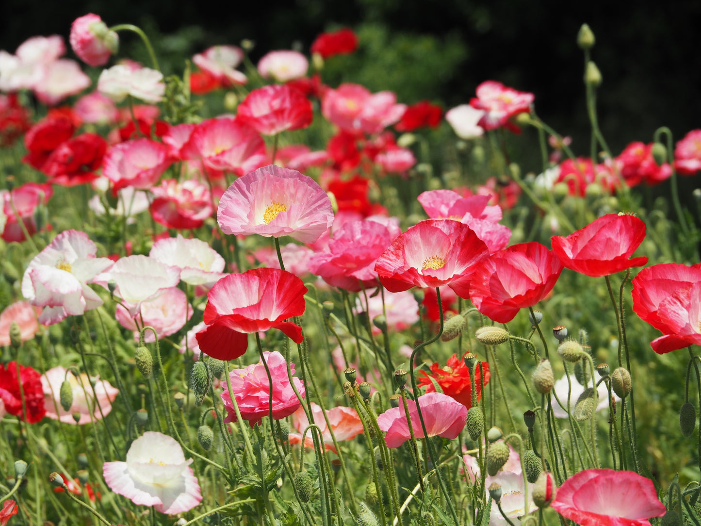 4000x Papaver Poppy Indian Double Shirley Mix Colour Seeds - Flower