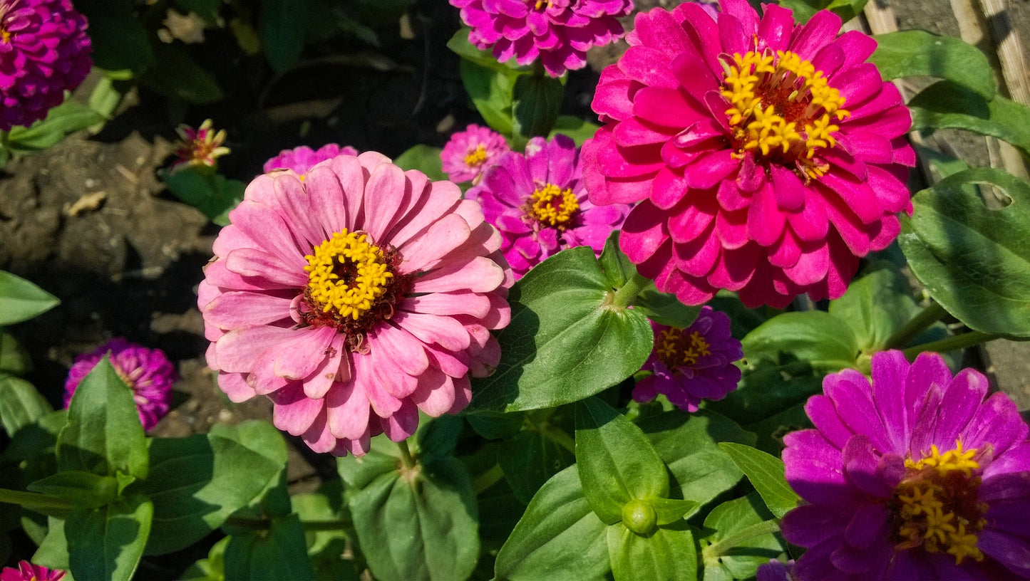 Zinnia Super Yoga Mix Z. elegans - 100x seeds - Large Flowering