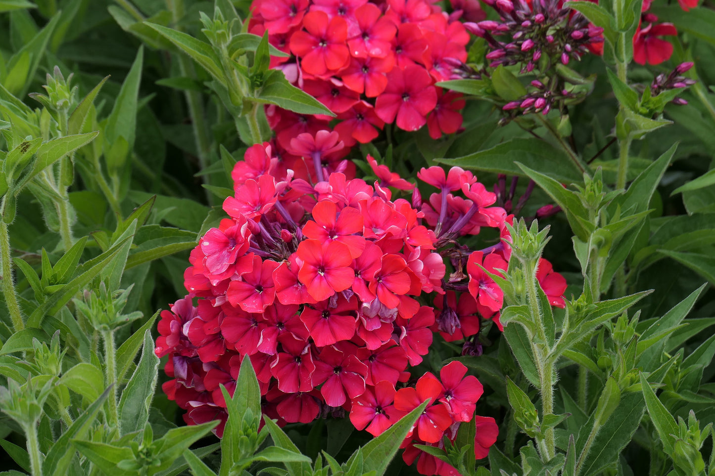200x Red Phlox Scarlet Twinkle Beauty Annual Seeds - Flower