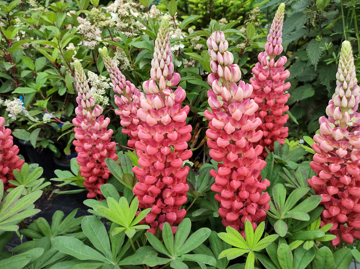 20x Russell Lupin The Pages Red Polyphyllus Perennial Flower Seeds