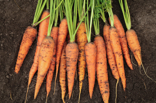 1000 carrot autumn king Seeds, vegetable Garden Fruit Plant, Rare UK